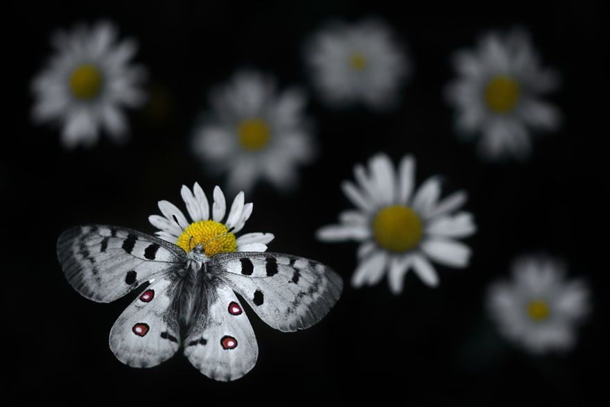 16 Of The Most Impressive Shots From The Wildlife Photographer Of The Year 2021 Contest