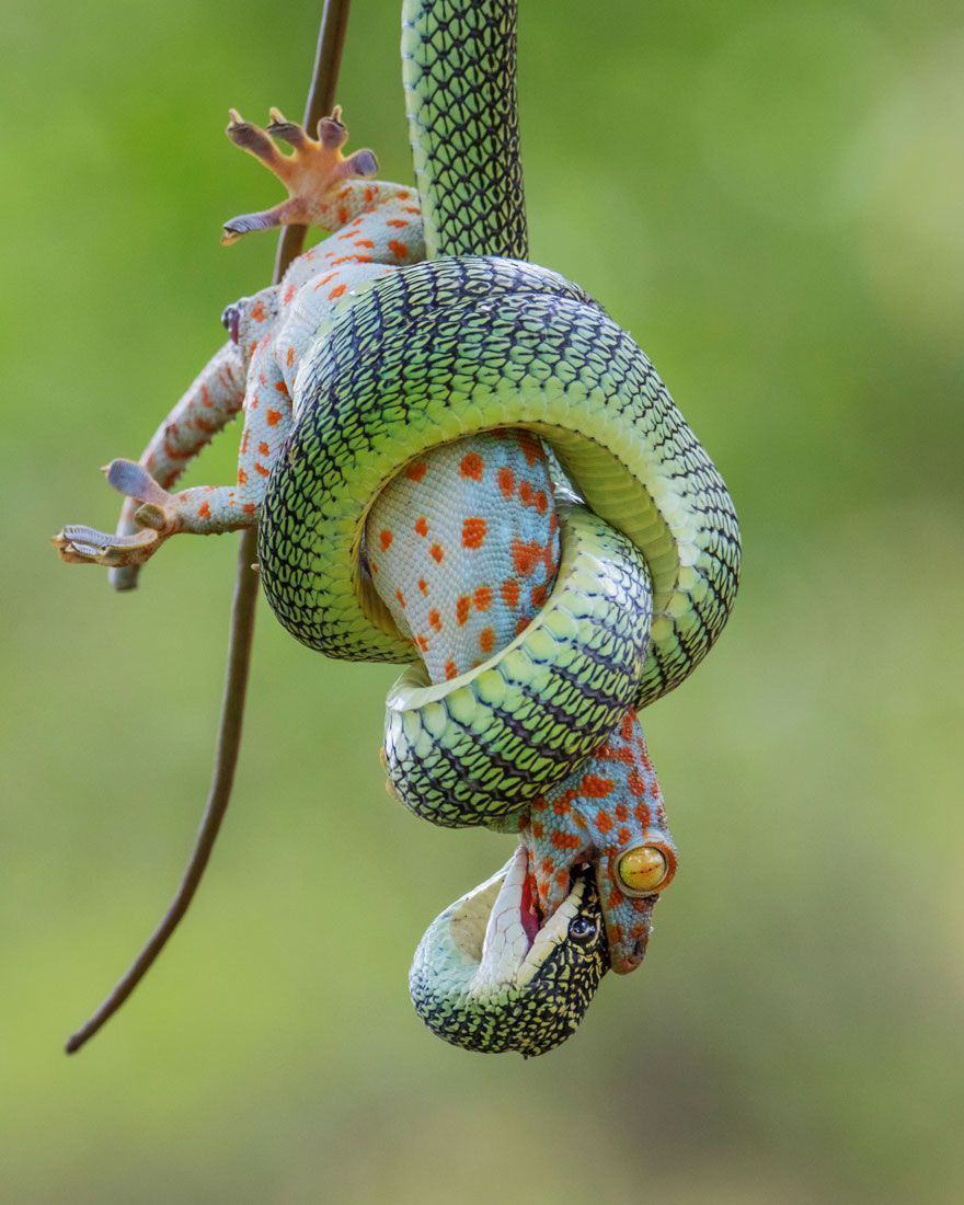16 Of The Most Impressive Shots From The Wildlife Photographer Of The Year 2021 Contest