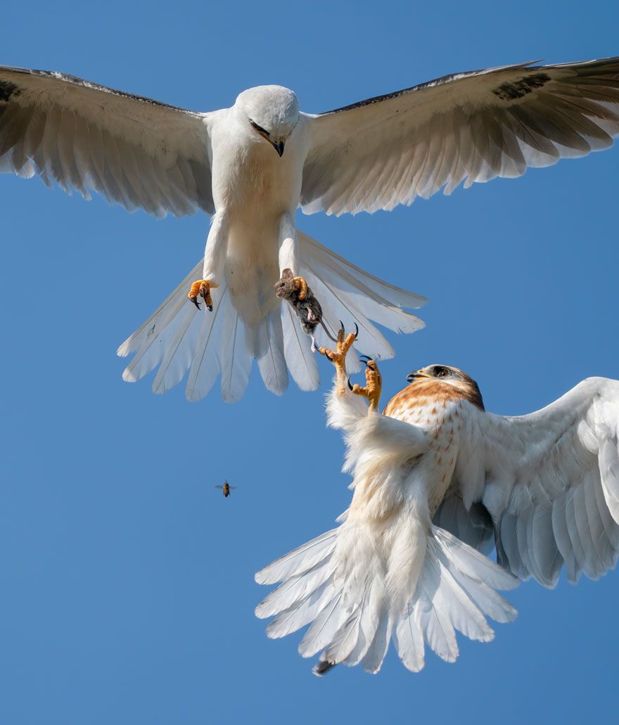 16 Of The Most Impressive Shots From The Wildlife Photographer Of The Year 2021 Contest