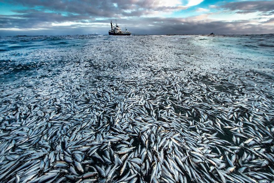 16 Of The Most Impressive Shots From The Wildlife Photographer Of The Year 2021 Contest