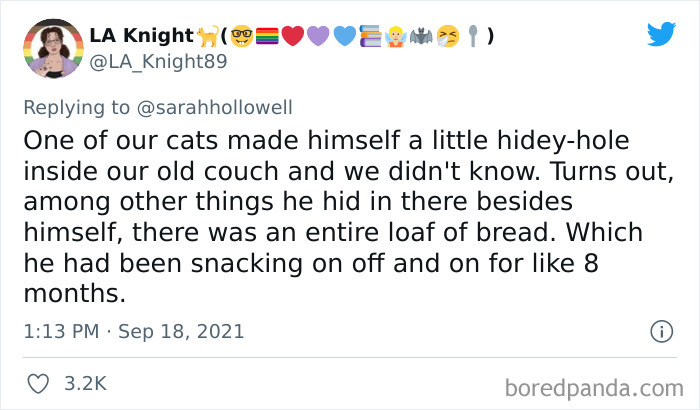 Cat Owners Share The Weirdest Places Their Cats End Up In (50 Pics)