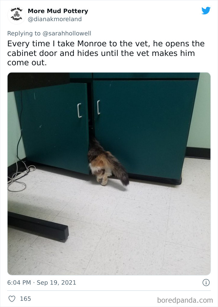 Cat Owners Share The Weirdest Places Their Cats End Up In (50 Pics)