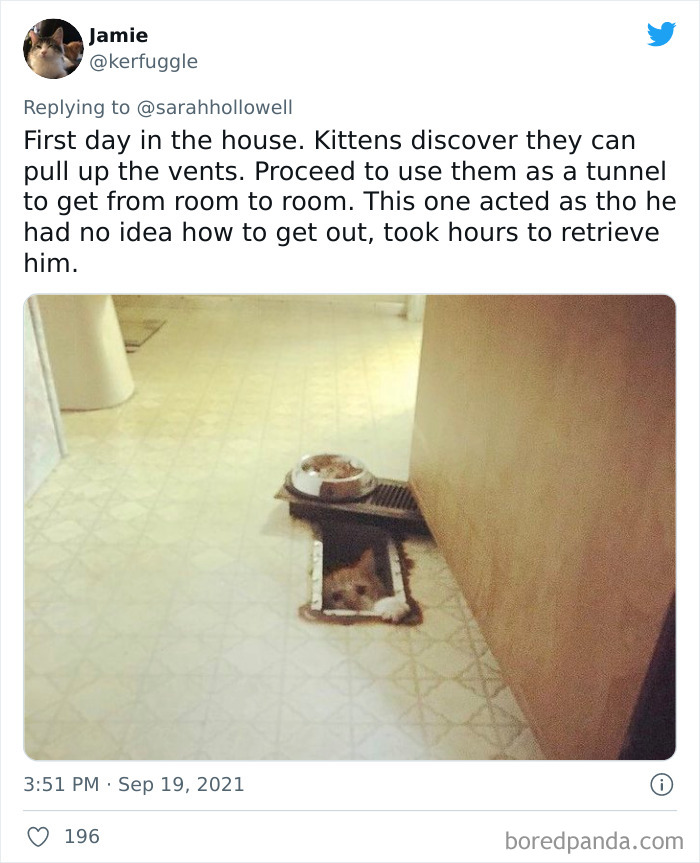 Cat Owners Share The Weirdest Places Their Cats End Up In (50 Pics)