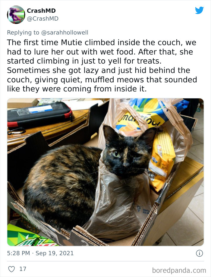 Cat Owners Share The Weirdest Places Their Cats End Up In (50 Pics)