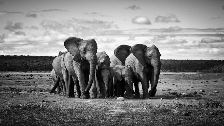 I Captured A Moment When One Bull Elephant Was Trying To Separate A Baby From Its Mother And The Whole Elephant Family Stood Up To Protect It (13 Pics)