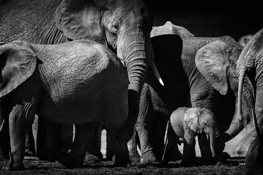 I Captured A Moment When One Bull Elephant Was Trying To Separate A Baby From Its Mother And The Whole Elephant Family Stood Up To Protect It (13 Pics)