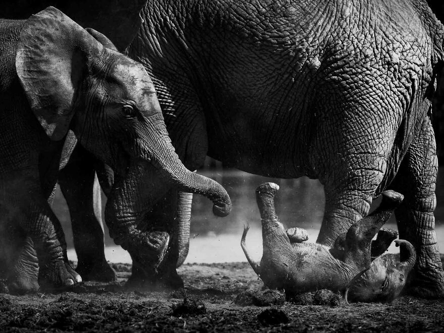 I Captured A Moment When One Bull Elephant Was Trying To Separate A Baby From Its Mother And The Whole Elephant Family Stood Up To Protect It (13 Pics)