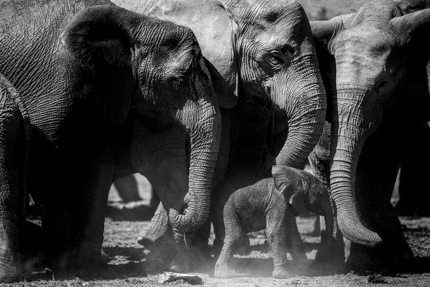 I Captured A Moment When One Bull Elephant Was Trying To Separate A Baby From Its Mother And The Whole Elephant Family Stood Up To Protect It (13 Pics)