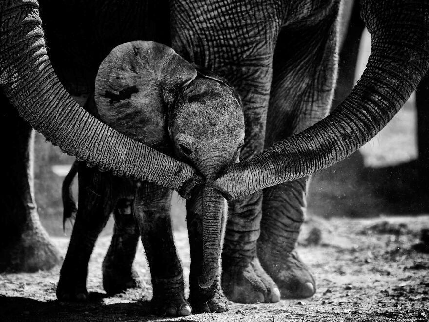 I Captured A Moment When One Bull Elephant Was Trying To Separate A Baby From Its Mother And The Whole Elephant Family Stood Up To Protect It (13 Pics)