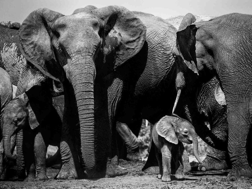 I Captured A Moment When One Bull Elephant Was Trying To Separate A Baby From Its Mother And The Whole Elephant Family Stood Up To Protect It (13 Pics)