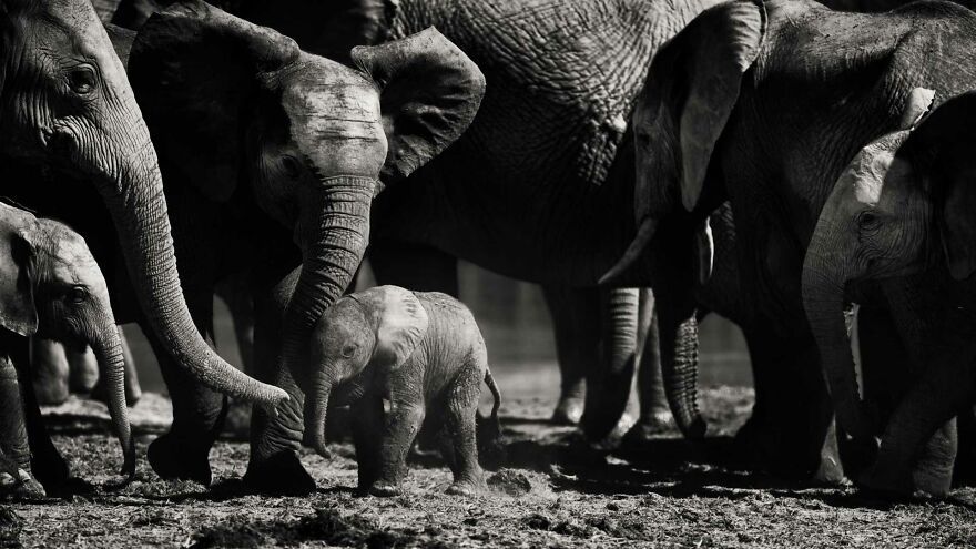I Captured A Moment When One Bull Elephant Was Trying To Separate A Baby From Its Mother And The Whole Elephant Family Stood Up To Protect It (13 Pics)