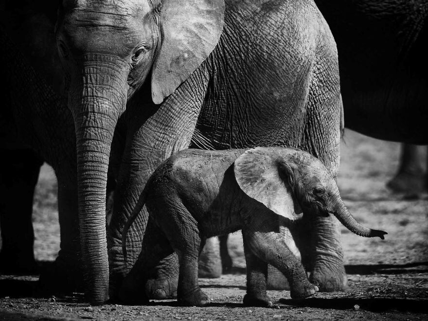 I Captured A Moment When One Bull Elephant Was Trying To Separate A Baby From Its Mother And The Whole Elephant Family Stood Up To Protect It (13 Pics)
