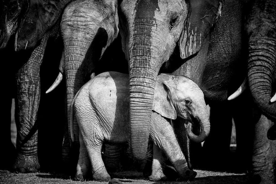 I Captured A Moment When One Bull Elephant Was Trying To Separate A Baby From Its Mother And The Whole Elephant Family Stood Up To Protect It (13 Pics)