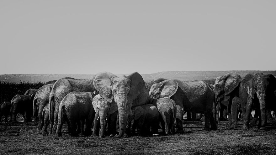 I Captured A Moment When One Bull Elephant Was Trying To Separate A Baby From Its Mother And The Whole Elephant Family Stood Up To Protect It (13 Pics)