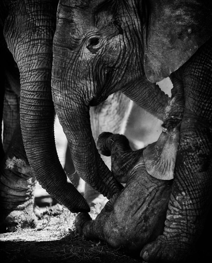 I Captured A Moment When One Bull Elephant Was Trying To Separate A Baby From Its Mother And The Whole Elephant Family Stood Up To Protect It (13 Pics)