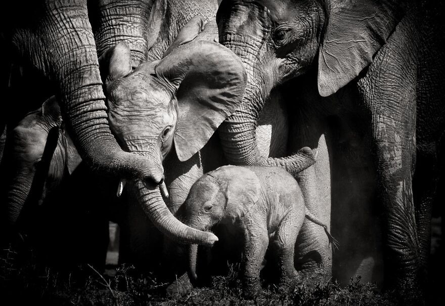 I Captured A Moment When One Bull Elephant Was Trying To Separate A Baby From Its Mother And The Whole Elephant Family Stood Up To Protect It (13 Pics)