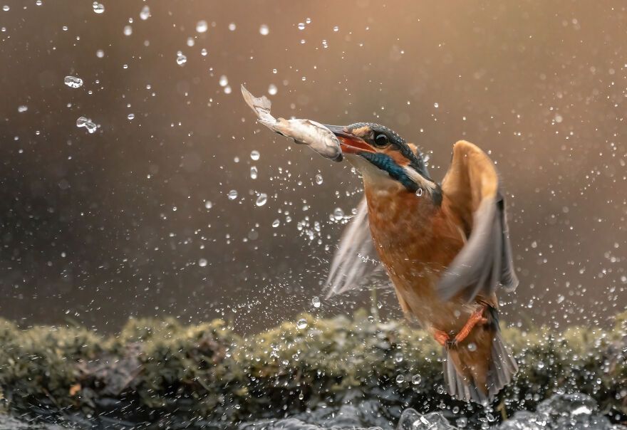 I’ve Spent 5 Years Capturing Perfectly Timed Action Shots Of Animals In Nature (35 Pics)