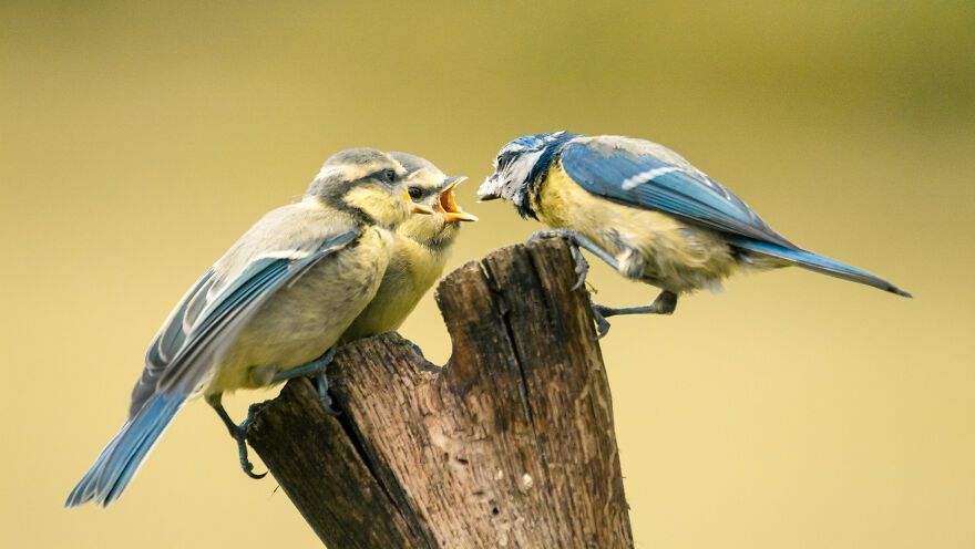 I’ve Spent 5 Years Capturing Perfectly Timed Action Shots Of Animals In Nature (35 Pics)