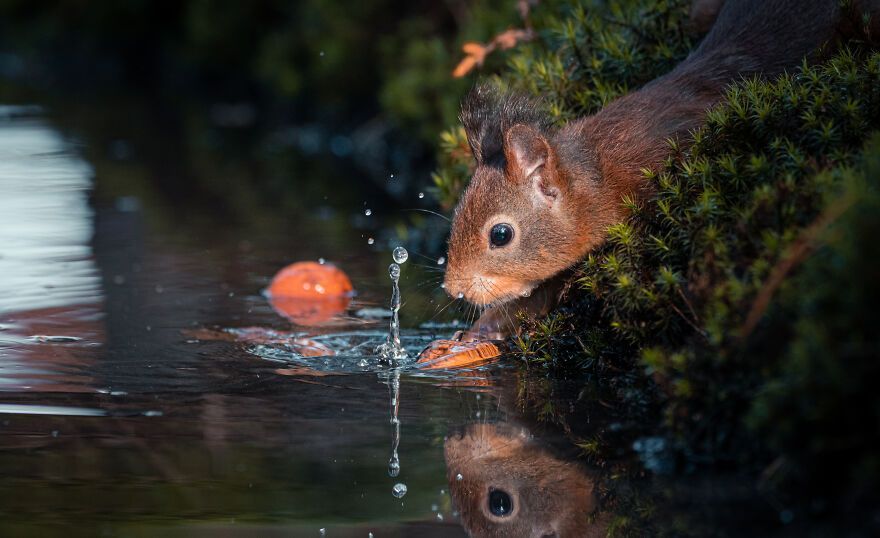 I’ve Spent 5 Years Capturing Perfectly Timed Action Shots Of Animals In Nature (35 Pics)