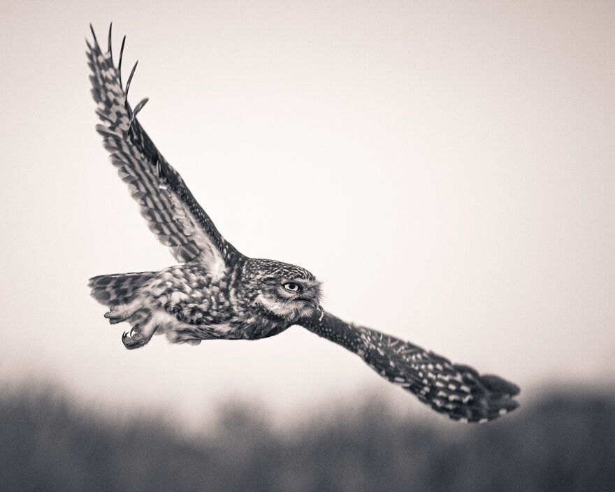 I’ve Spent 5 Years Capturing Perfectly Timed Action Shots Of Animals In Nature (35 Pics)