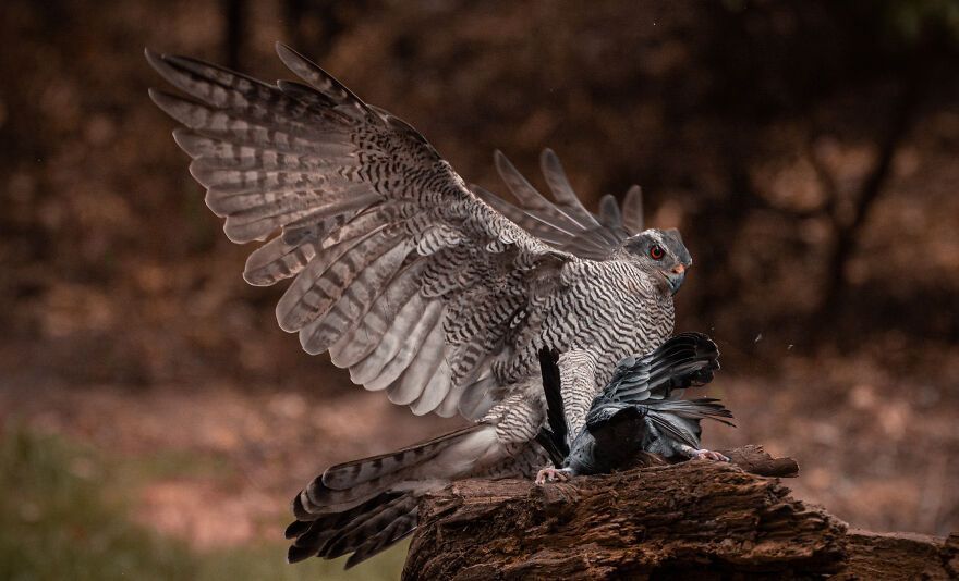 I’ve Spent 5 Years Capturing Perfectly Timed Action Shots Of Animals In Nature (35 Pics)