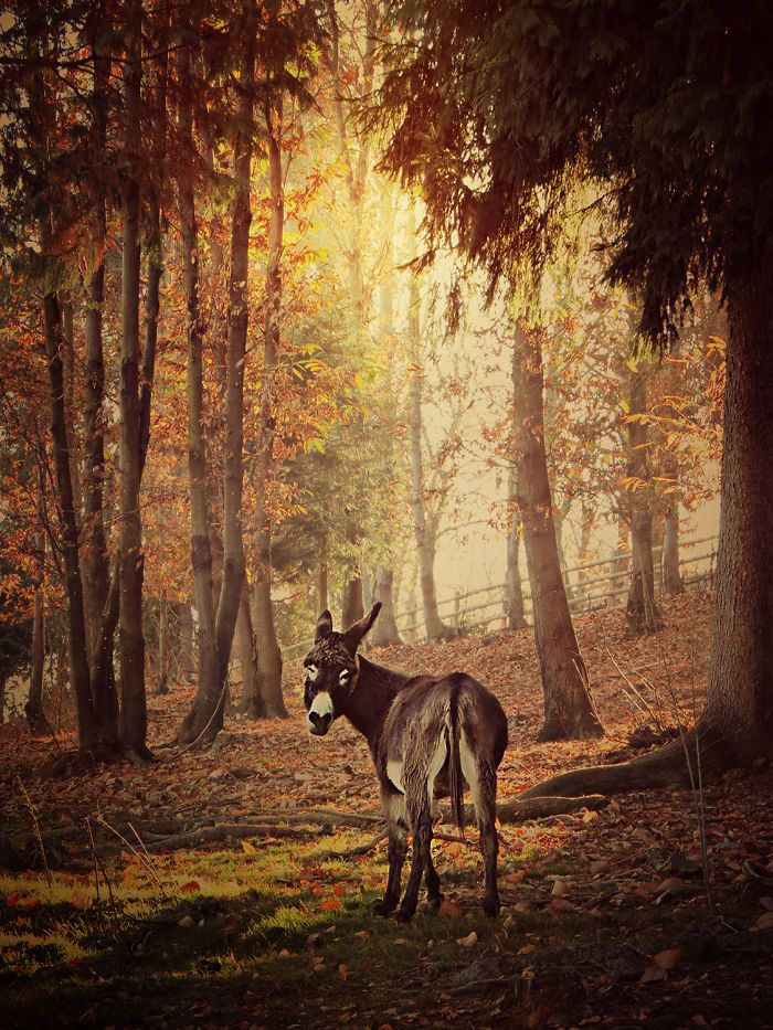 I Celebrate The Beauty Of Donkeys By Capturing Their Photos (50 Pics)