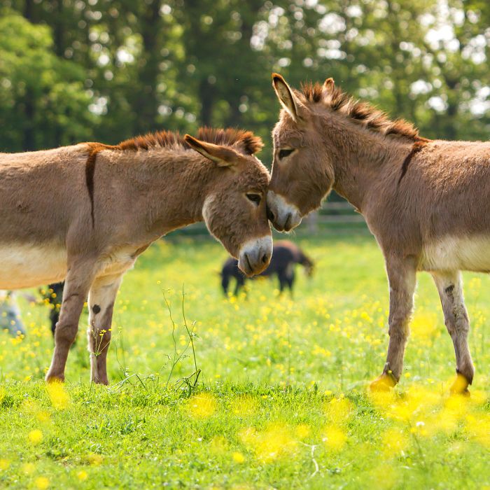 I Celebrate The Beauty Of Donkeys By Capturing Their Photos (50 Pics)