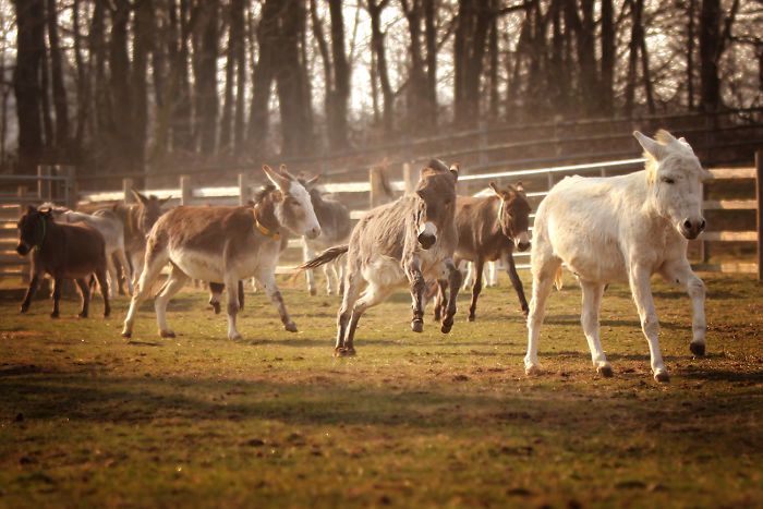 I Celebrate The Beauty Of Donkeys By Capturing Their Photos (50 Pics)