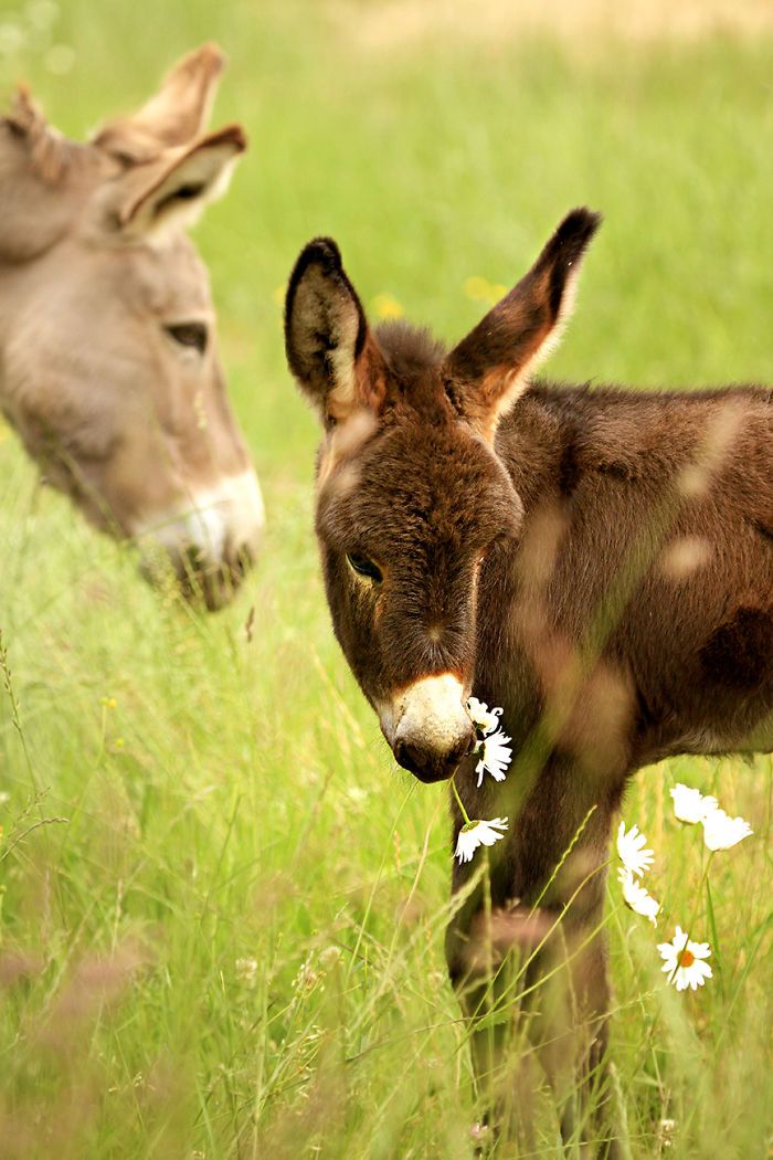 I Celebrate The Beauty Of Donkeys By Capturing Their Photos (50 Pics)