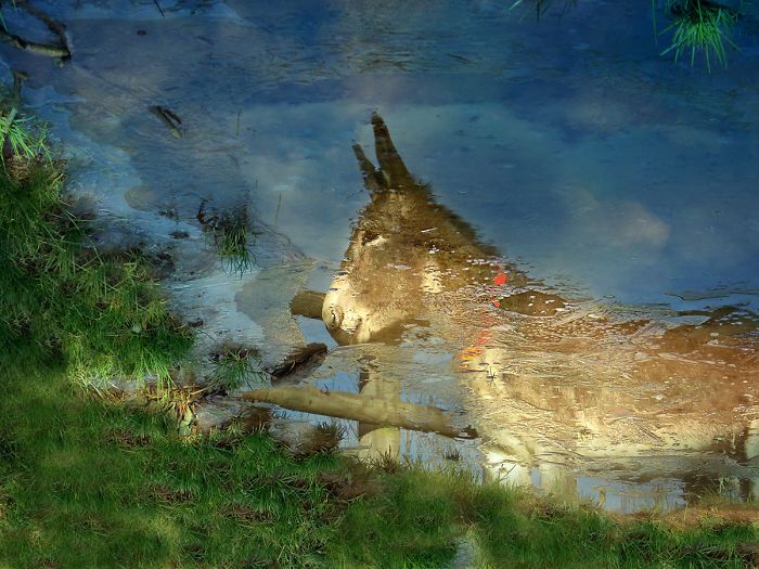 I Celebrate The Beauty Of Donkeys By Capturing Their Photos (50 Pics)