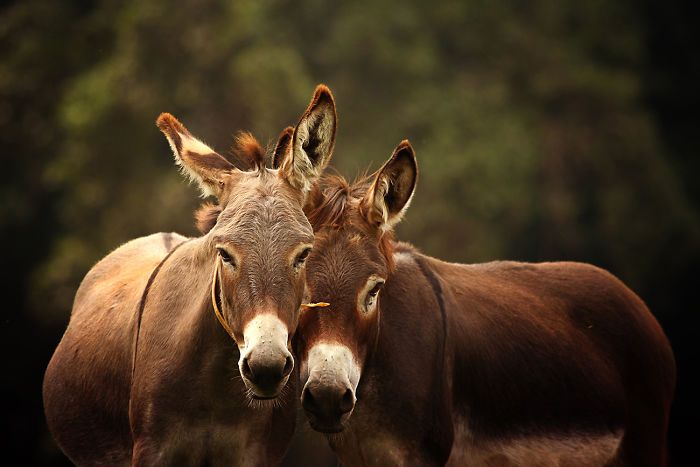 I Celebrate The Beauty Of Donkeys By Capturing Their Photos (50 Pics)