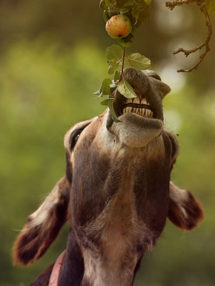 I Celebrate The Beauty Of Donkeys By Capturing Their Photos (50 Pics)