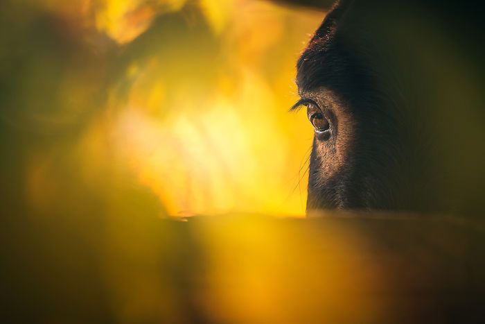 I Celebrate The Beauty Of Donkeys By Capturing Their Photos (50 Pics)