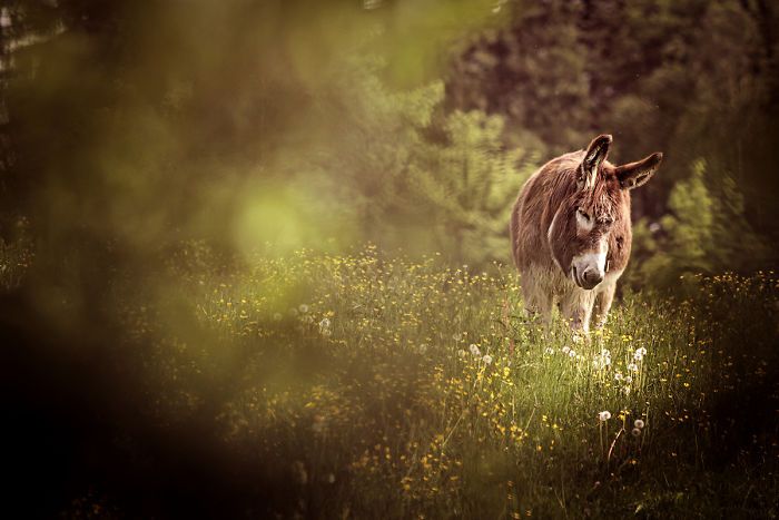 I Celebrate The Beauty Of Donkeys By Capturing Their Photos (50 Pics)
