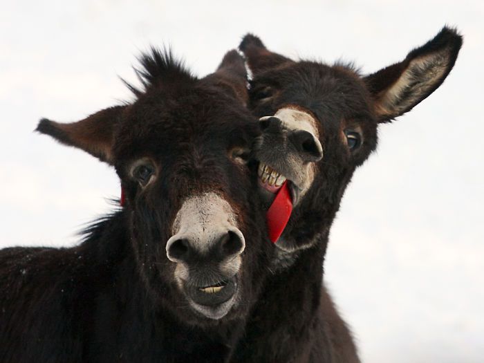 I Celebrate The Beauty Of Donkeys By Capturing Their Photos (50 Pics)