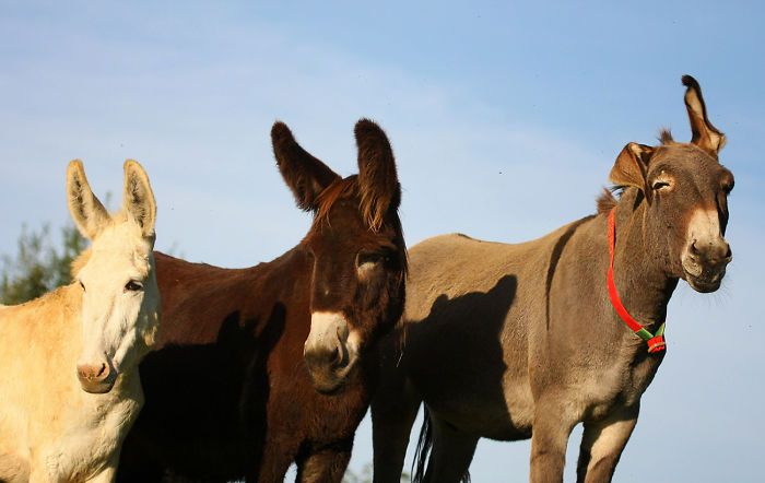 I Celebrate The Beauty Of Donkeys By Capturing Their Photos (50 Pics)