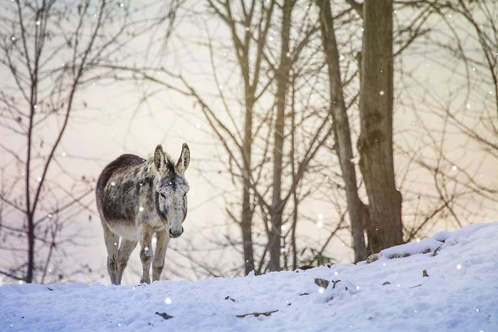 I Celebrate The Beauty Of Donkeys By Capturing Their Photos (50 Pics)