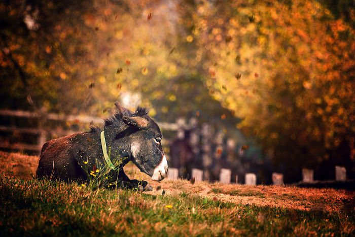 I Celebrate The Beauty Of Donkeys By Capturing Their Photos (50 Pics)