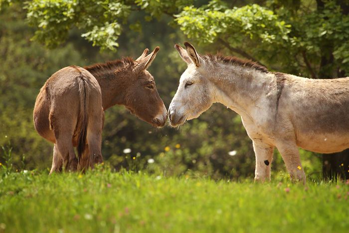 I Celebrate The Beauty Of Donkeys By Capturing Their Photos (50 Pics)