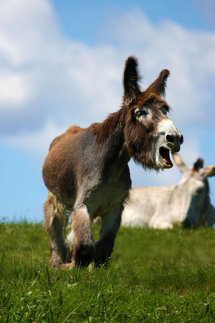 I Celebrate The Beauty Of Donkeys By Capturing Their Photos (50 Pics)
