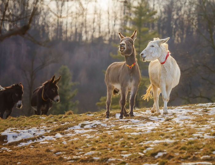 I Celebrate The Beauty Of Donkeys By Capturing Their Photos (50 Pics)