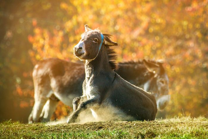 I Celebrate The Beauty Of Donkeys By Capturing Their Photos (50 Pics)