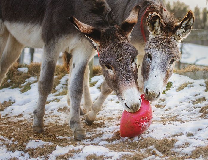 I Celebrate The Beauty Of Donkeys By Capturing Their Photos (50 Pics)