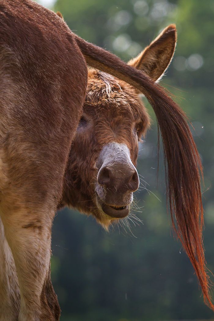 I Celebrate The Beauty Of Donkeys By Capturing Their Photos (50 Pics)