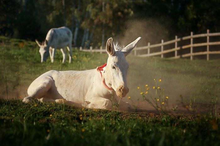 I Celebrate The Beauty Of Donkeys By Capturing Their Photos (50 Pics)