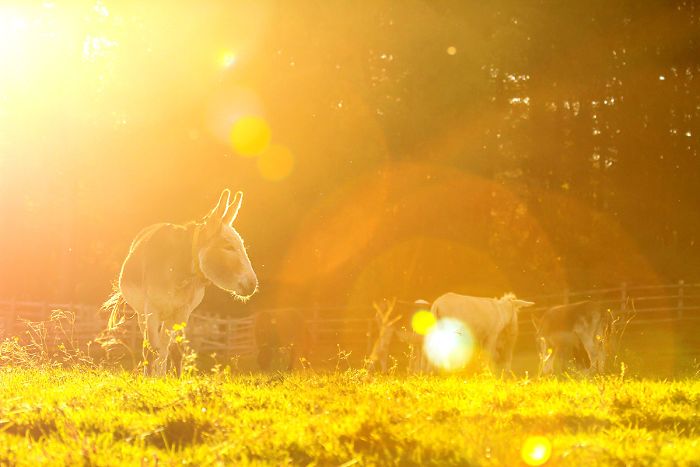 I Celebrate The Beauty Of Donkeys By Capturing Their Photos (50 Pics)