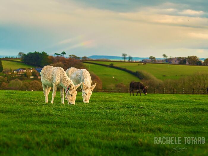 I Celebrate The Beauty Of Donkeys By Capturing Their Photos (50 Pics)