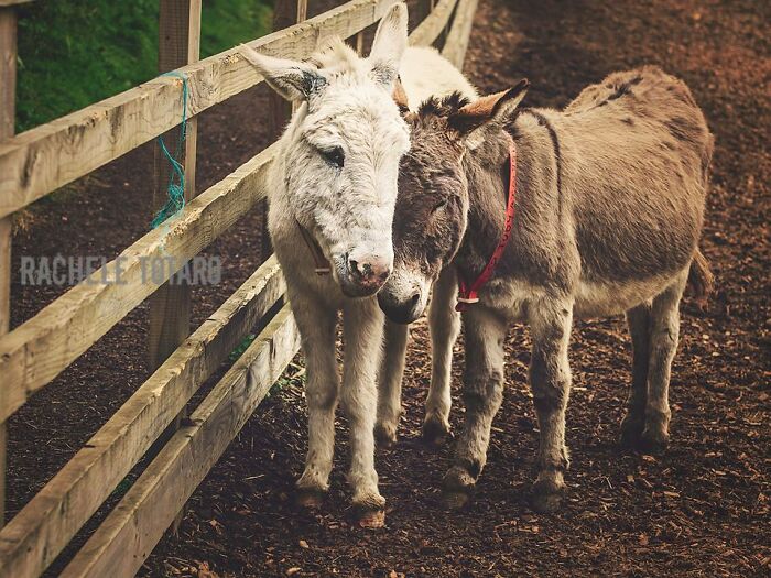 I Celebrate The Beauty Of Donkeys By Capturing Their Photos (50 Pics)