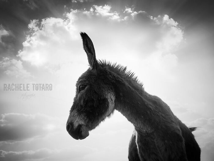 I Celebrate The Beauty Of Donkeys By Capturing Their Photos (50 Pics)