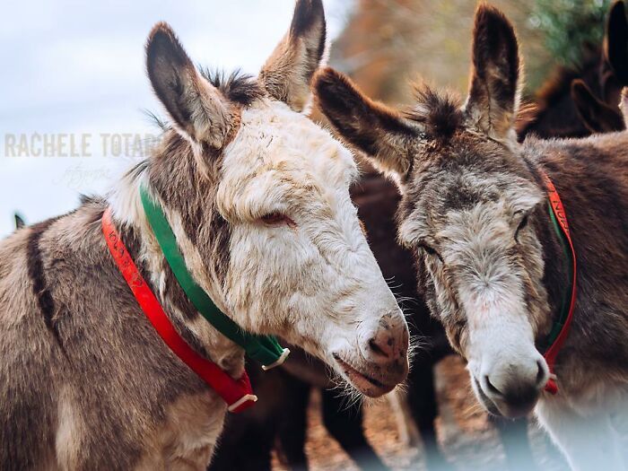 I Celebrate The Beauty Of Donkeys By Capturing Their Photos (50 Pics)